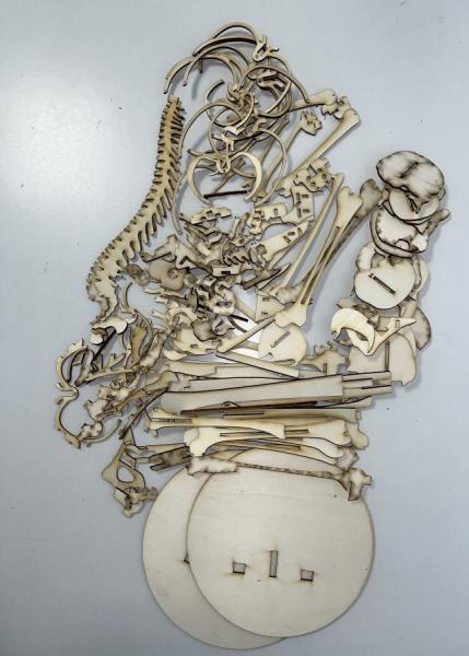 Human skeleton (Cool Human Skeleton) as a 3D model - parts overvie